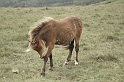 moor pony